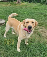 Rolan, a male Labrador Retriever for sale in Apple Creek, OH – Photo 8 of 10