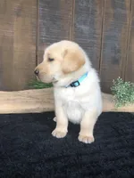 Rolan, a male Labrador Retriever for sale in Apple Creek, OH – Photo 4 of 10
