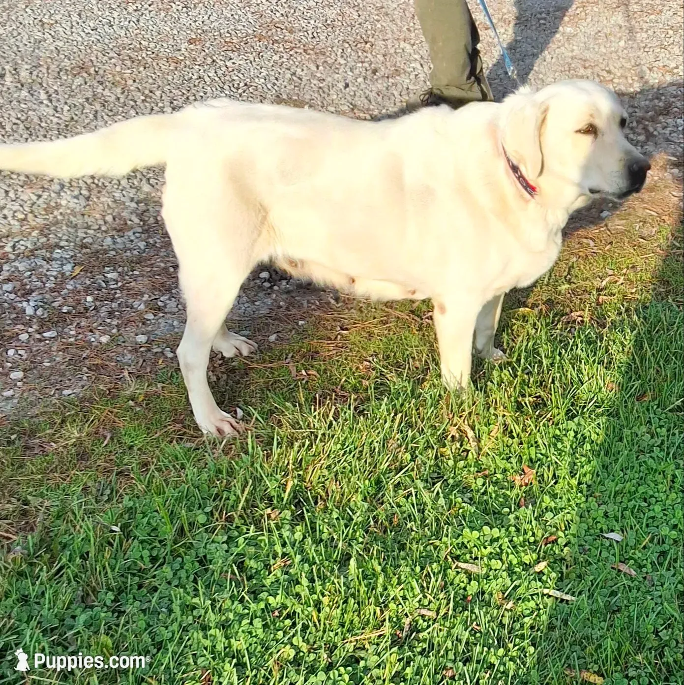 Kelly , a female Labrador Retriever for sale in Apple Creek, OH – 2 of 2