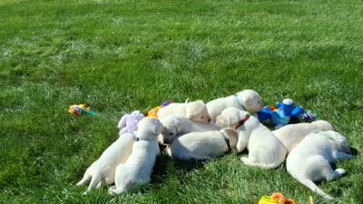Kyra , a female Labrador Retriever for sale in Apple Creek, OH – 6 of 6