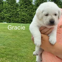Gracie, a female Labrador Retriever for sale in Apple Creek, OH – Photo 4 of 10