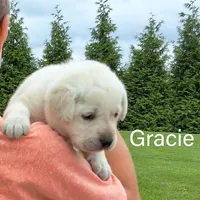 Gracie, a female Labrador Retriever for sale in Apple Creek, OH – Photo 3 of 10