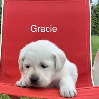 Gracie, a female Labrador Retriever for sale in Apple Creek, OH – Photo 7 of 10