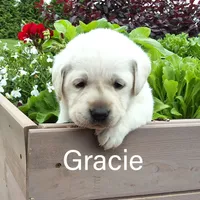 Gracie, a female Labrador Retriever for sale in Apple Creek, OH – Photo 2 of 10