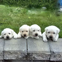 Gracie, a female Labrador Retriever for sale in Apple Creek, OH – Photo 5 of 10