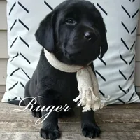 Ruger, a male Labrador Retriever for sale in Apple Creek, OH – Photo 2 of 4