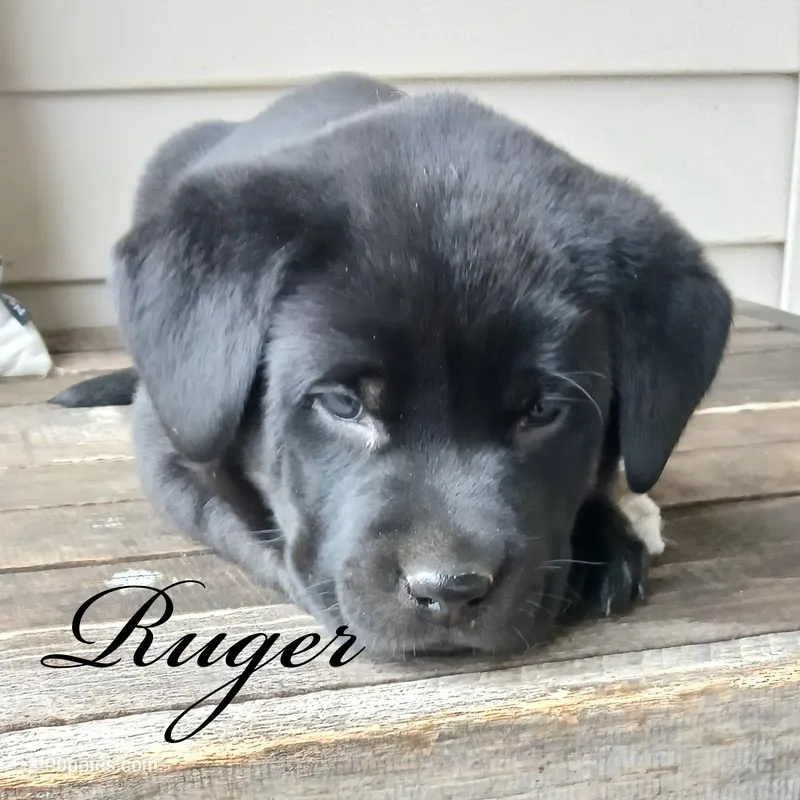 Ruger