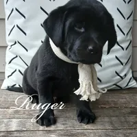 Ruger, a male Labrador Retriever for sale in Apple Creek, OH – Photo 4 of 4