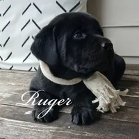 Ruger, a male Labrador Retriever for sale in Apple Creek, OH – Photo 3 of 4