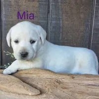 Mia , a female Labrador Retriever for sale in Apple Creek, OH – 2 of 7