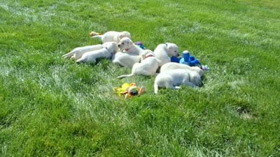 Bo , a male Labrador Retriever for sale in Apple Creek, OH – 8 of 8