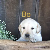 Bo , a male Labrador Retriever for sale in Apple Creek, OH – 3 of 8