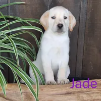 Jade , a female Labrador Retriever for sale in Apple Creek, OH – 2 of 2
