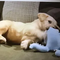 Riley, a male Labrador Retriever for sale in Apple Creek, OH – Photo 8 of 10