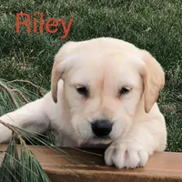 Riley, a male Labrador Retriever for sale in Apple Creek, OH – Photo 4 of 10