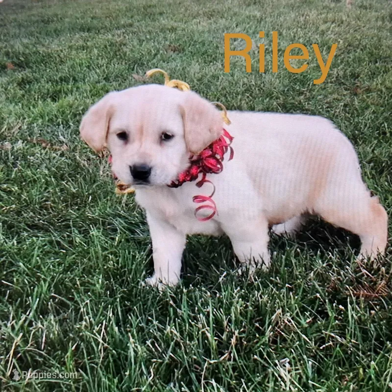 Riley