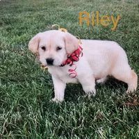 Riley, a male Labrador Retriever for sale in Apple Creek, OH – Photo 1 of 10