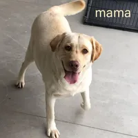 Riley, a male Labrador Retriever for sale in Apple Creek, OH – Photo 10 of 10