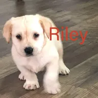 Riley, a male Labrador Retriever for sale in Apple Creek, OH – Photo 3 of 10