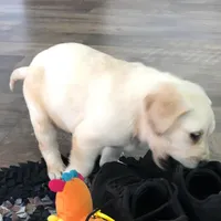 Riley, a male Labrador Retriever for sale in Apple Creek, OH – Photo 2 of 10