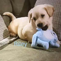 Riley, a male Labrador Retriever for sale in Apple Creek, OH – Photo 7 of 10