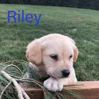 Riley, a male Labrador Retriever for sale in Apple Creek, OH – Photo 5 of 10
