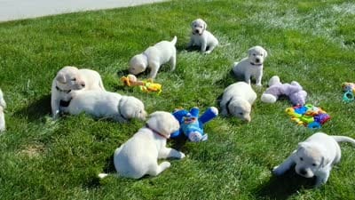 Jace , a male Labrador Retriever for sale in Apple Creek, OH – 5 of 5