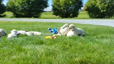Izzy , a female Labrador Retriever for sale in Apple Creek, OH – 6 of 6