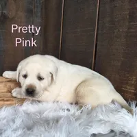 Pretty Pink, a female Labrador Retriever for sale in Apple Creek, OH – Photo 2 of 6