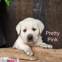 Pretty Pink, a female Labrador Retriever for sale in Apple Creek, OH – Photo 4 of 6