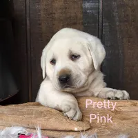 Pretty Pink, a female Labrador Retriever for sale in Apple Creek, OH – Photo 1 of 6