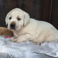 Pretty Pink, a female Labrador Retriever for sale in Apple Creek, OH – Photo 3 of 6
