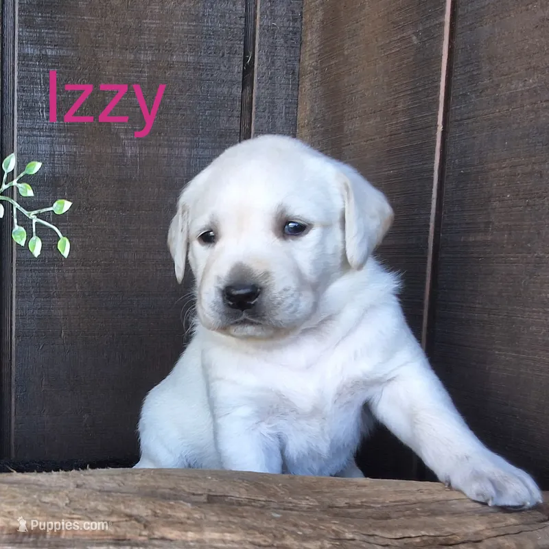 Izzy  – Labrador Retriever puppy for sale in Apple Creek, OH