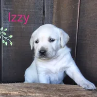 Izzy , a female Labrador Retriever for sale in Apple Creek, OH – 1 of 6