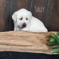 Sally, a female Labrador Retriever for sale in Apple Creek, OH – Photo 5 of 10