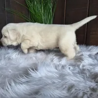 Sally, a female Labrador Retriever for sale in Apple Creek, OH – Photo 8 of 10