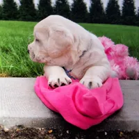 Sally, a female Labrador Retriever for sale in Apple Creek, OH – Photo 7 of 10