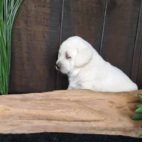 Sally, a female Labrador Retriever for sale in Apple Creek, OH – Photo 6 of 10
