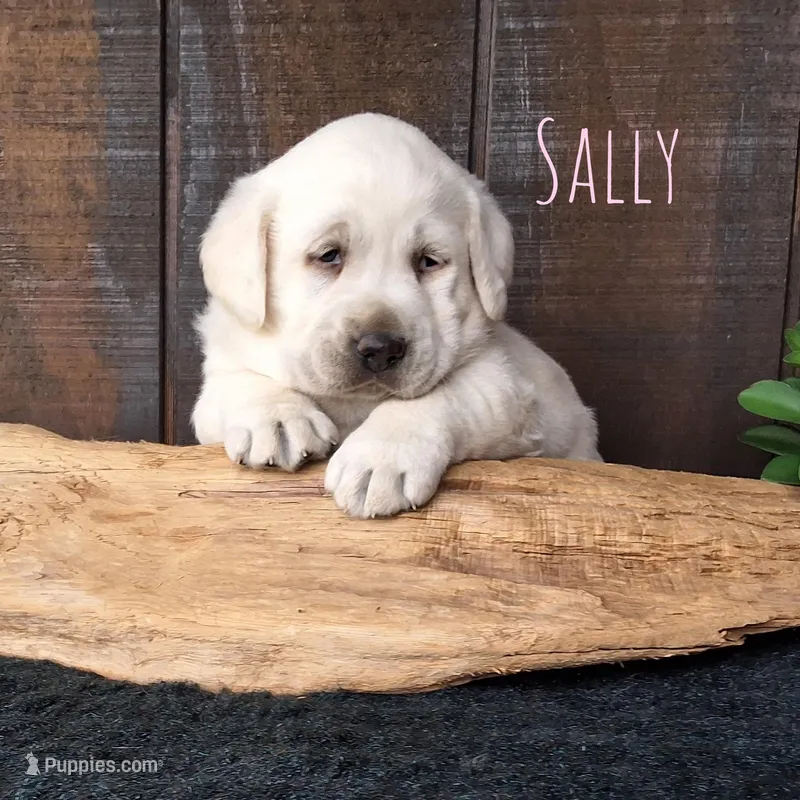 Sally