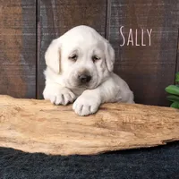 Sally, a female Labrador Retriever for sale in Apple Creek, OH – Photo 1 of 10
