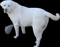 Sally, a female Labrador Retriever for sale in Apple Creek, OH – Photo 10 of 10