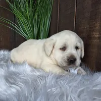 Sally, a female Labrador Retriever for sale in Apple Creek, OH – Photo 2 of 10