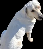 Sally, a female Labrador Retriever for sale in Apple Creek, OH – Photo 9 of 10