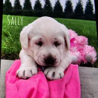 Sally, a female Labrador Retriever for sale in Apple Creek, OH – Photo 3 of 10