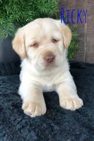 Ricky, a male Labrador Retriever for sale in Apple Creek, OH – Photo 1 of 3