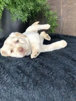 Ricky, a male Labrador Retriever for sale in Apple Creek, OH – Photo 3 of 3