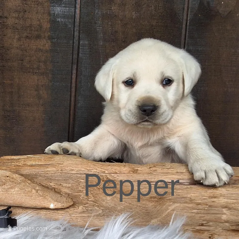 Pepper