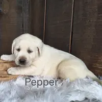 Pepper, a male Labrador Retriever for sale in Apple Creek, OH – Photo 4 of 10