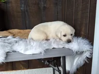 Pepper, a male Labrador Retriever for sale in Apple Creek, OH – Photo 8 of 10
