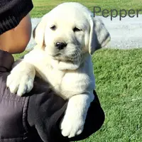 Pepper, a male Labrador Retriever for sale in Apple Creek, OH – Photo 2 of 10